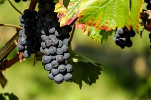 frutta per colite ulcerosa